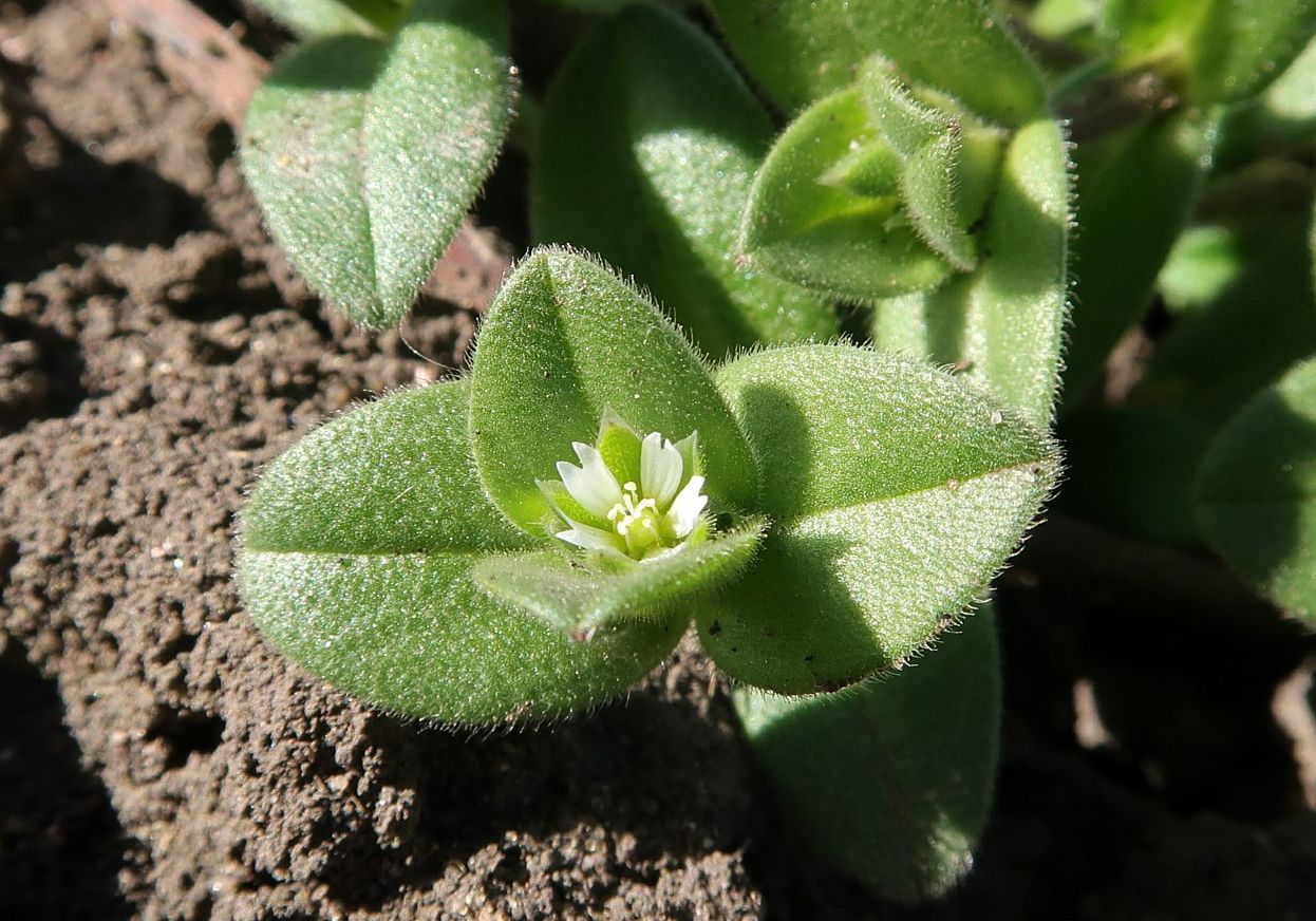 Image of Cerastium semidecandrum specimen.