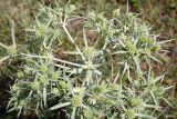 Eryngium campestre. Верхушка растения с развивающимися соцветиями. Кабардино-Балкария, Эльбрусский р-н, окраина с. Кёнделен, памятник \"Скорбящий Горец\", остепнённый луг. 24 июля 2022 г.