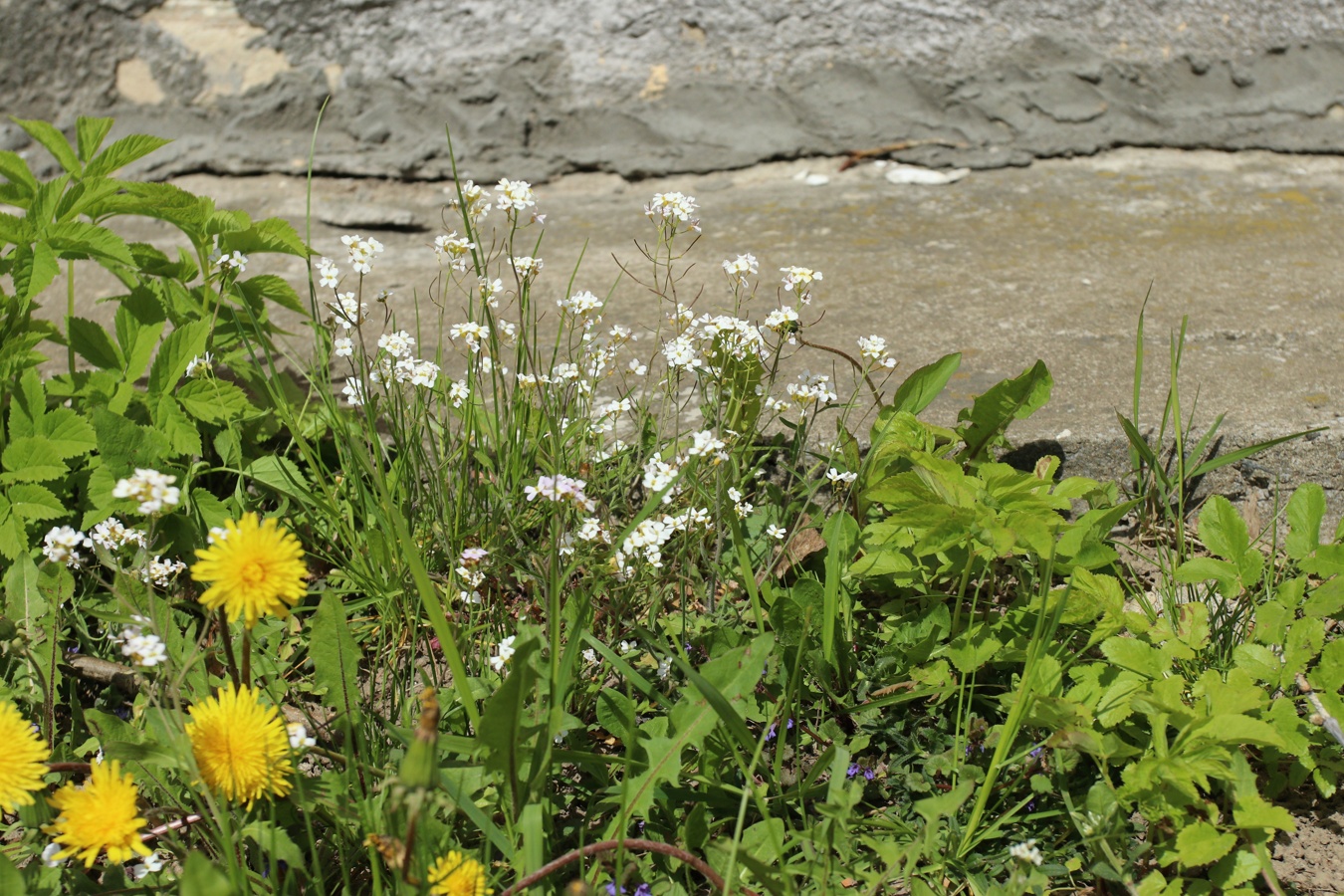 Image of Arabidopsis arenosa specimen.