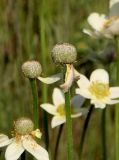 Anemone multifida