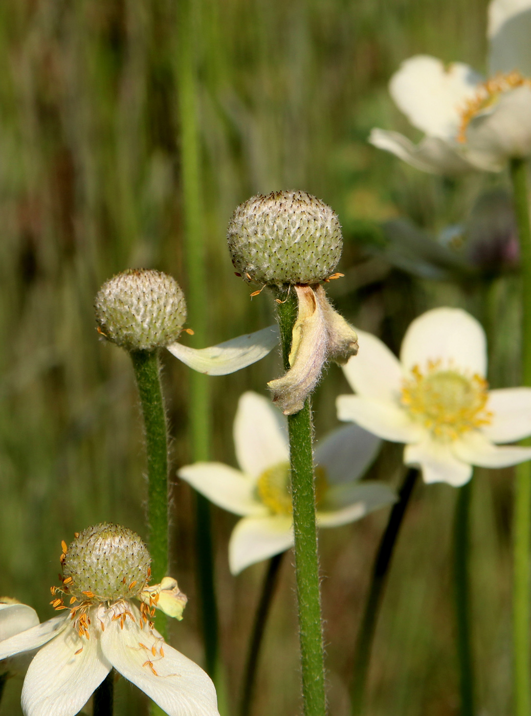 Image of Anemone multifida specimen.