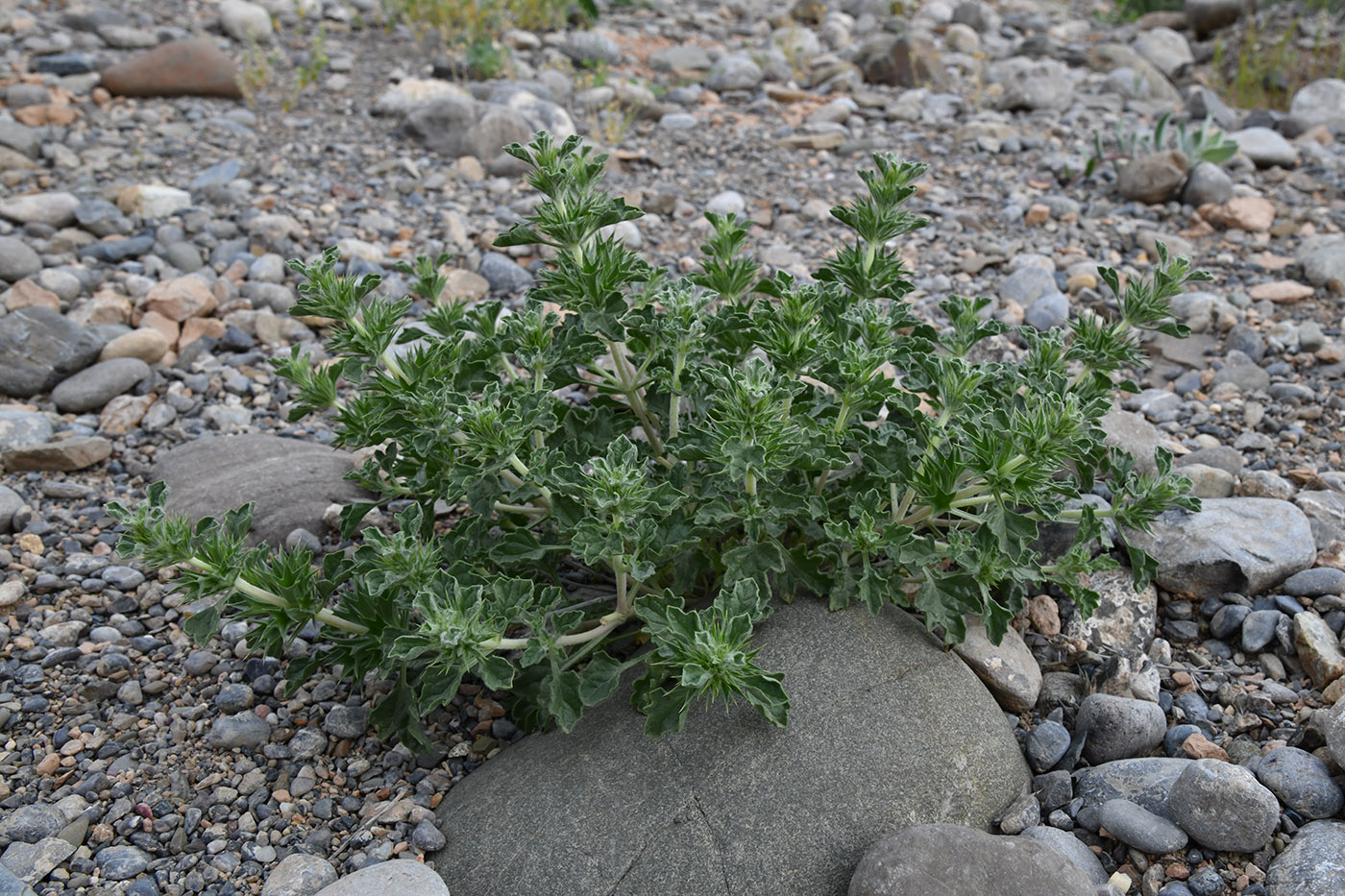 Изображение особи Lagochilus pubescens.