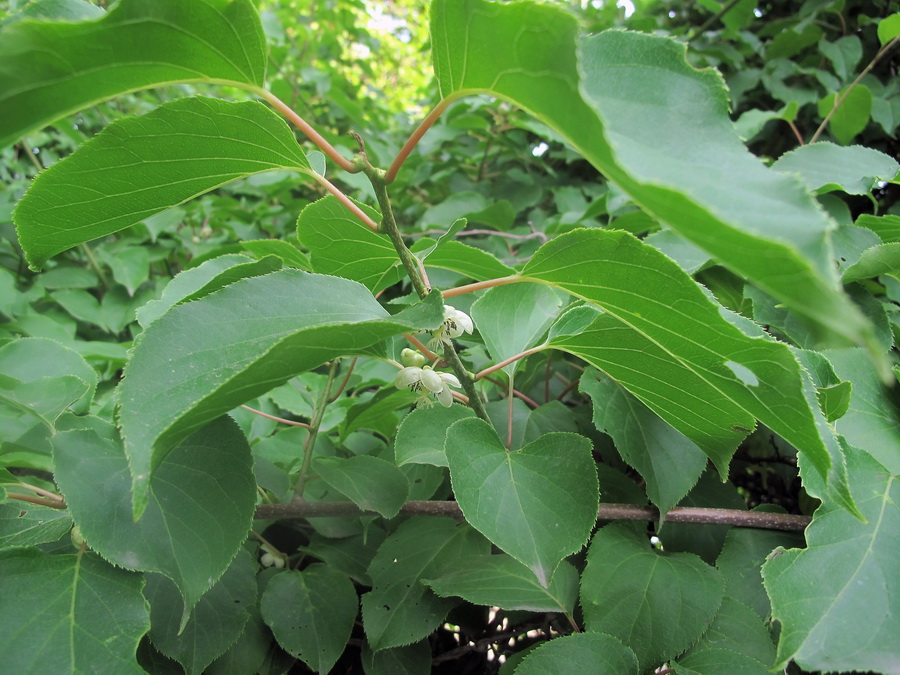 Изображение особи Actinidia arguta.