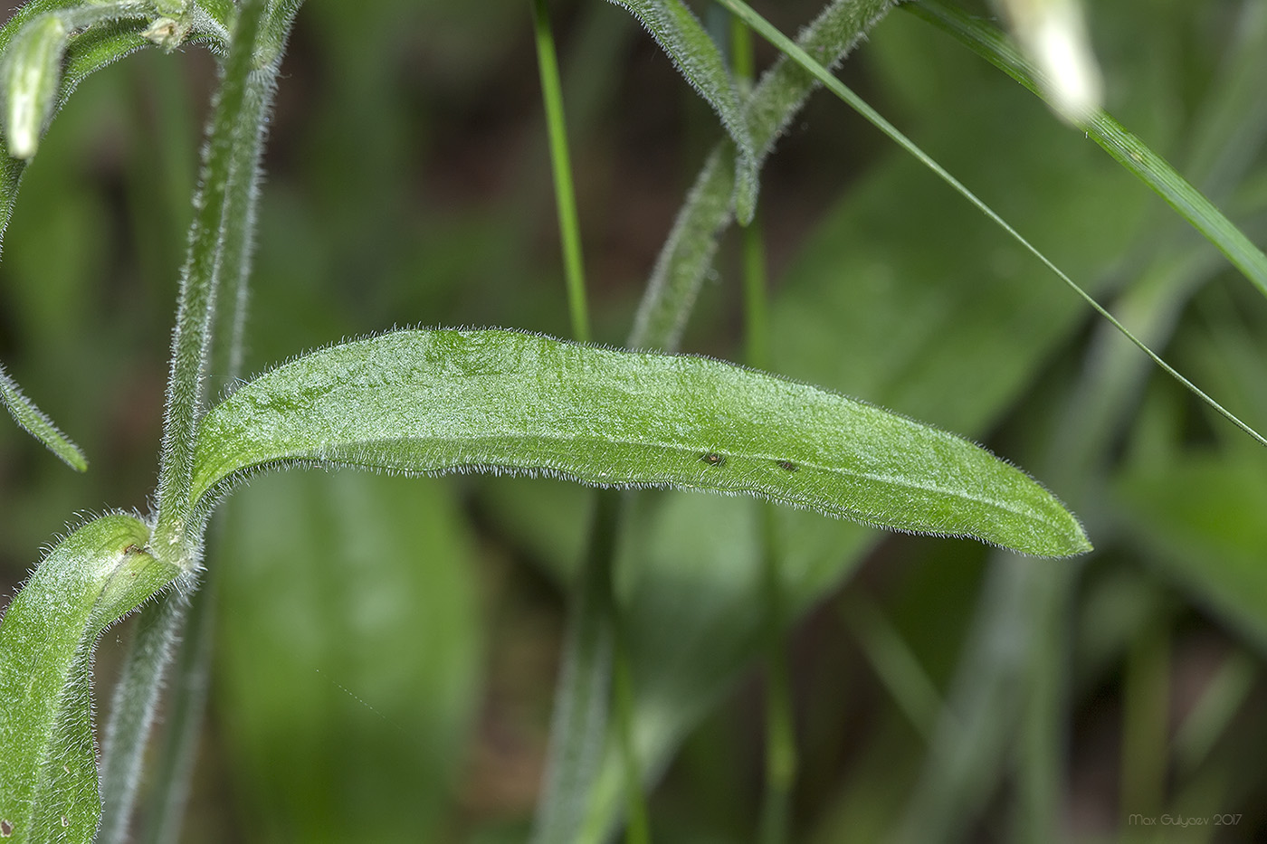 Image of Silene nutans specimen.