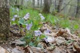 genus Viola. Цветущее растение. Амурская обл., Хинганский заповедник, отроги Малого Хингана, басс. р. Дыроватка, смешанный лес на водоразделе. 20.05.2022.