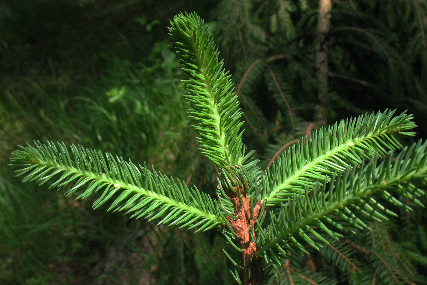 Image of Picea abies specimen.