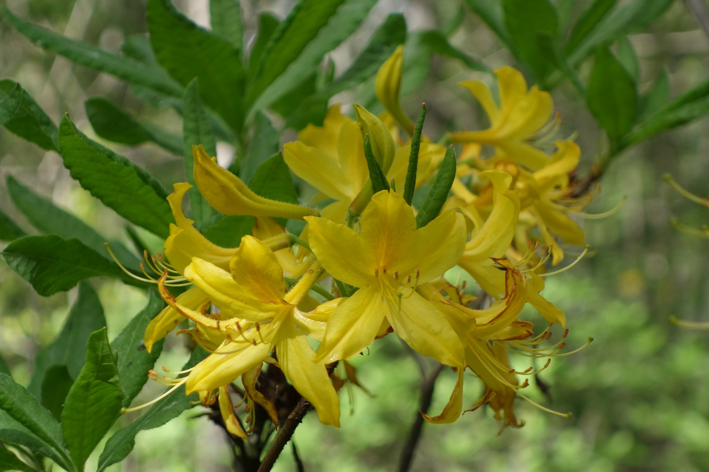 Image of Rhododendron luteum specimen.