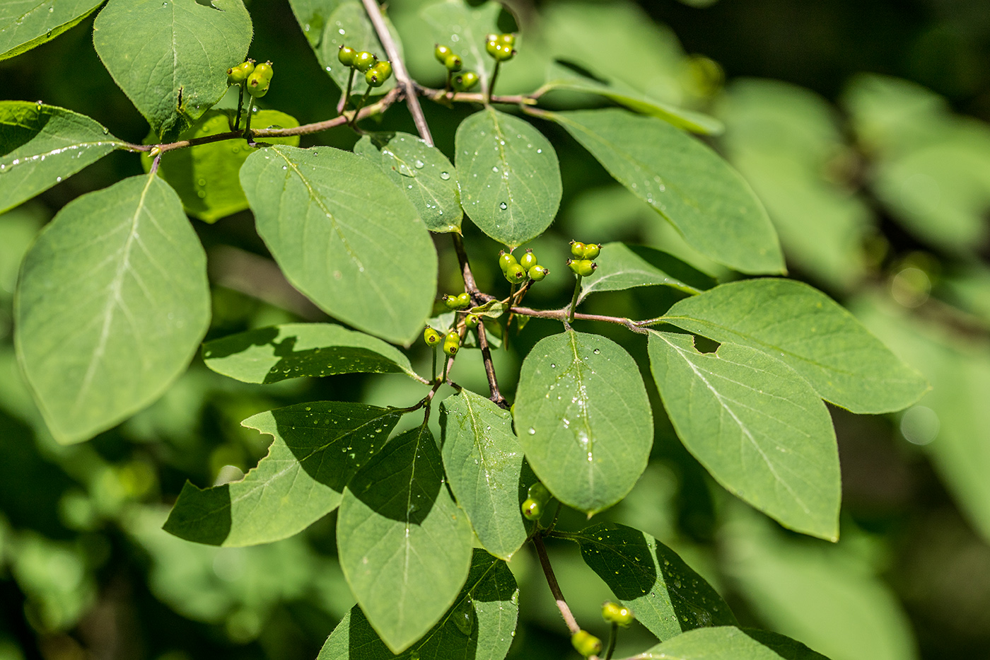 Image of Lonicera steveniana specimen.