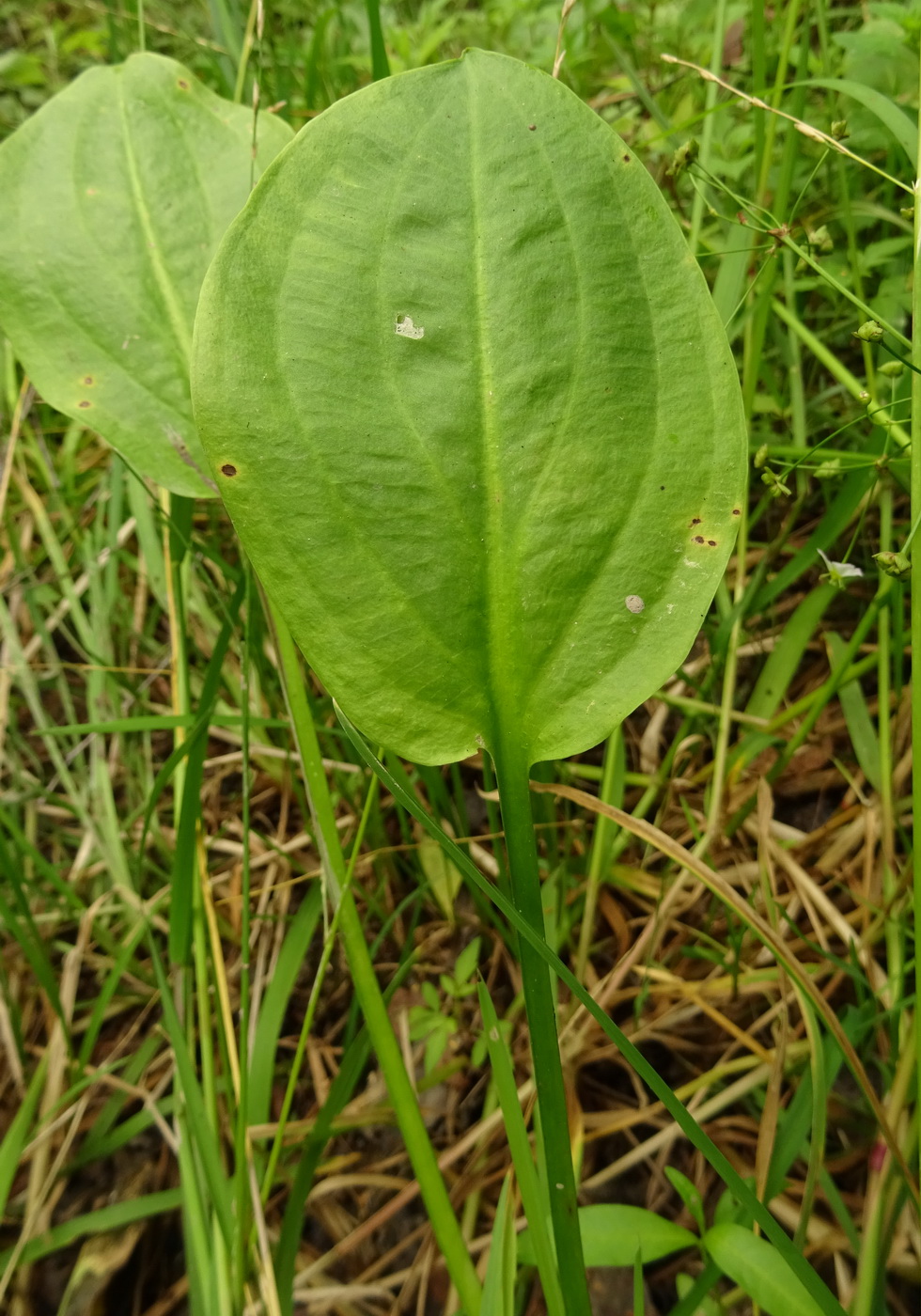 Image of Alisma plantago-aquatica specimen.