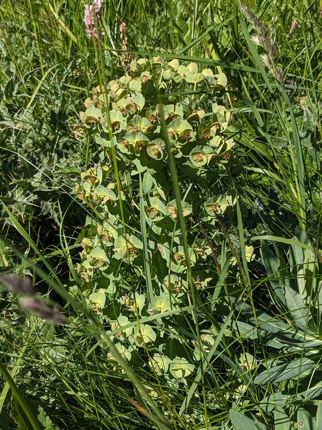 Изображение особи Euphorbia glaberrima.