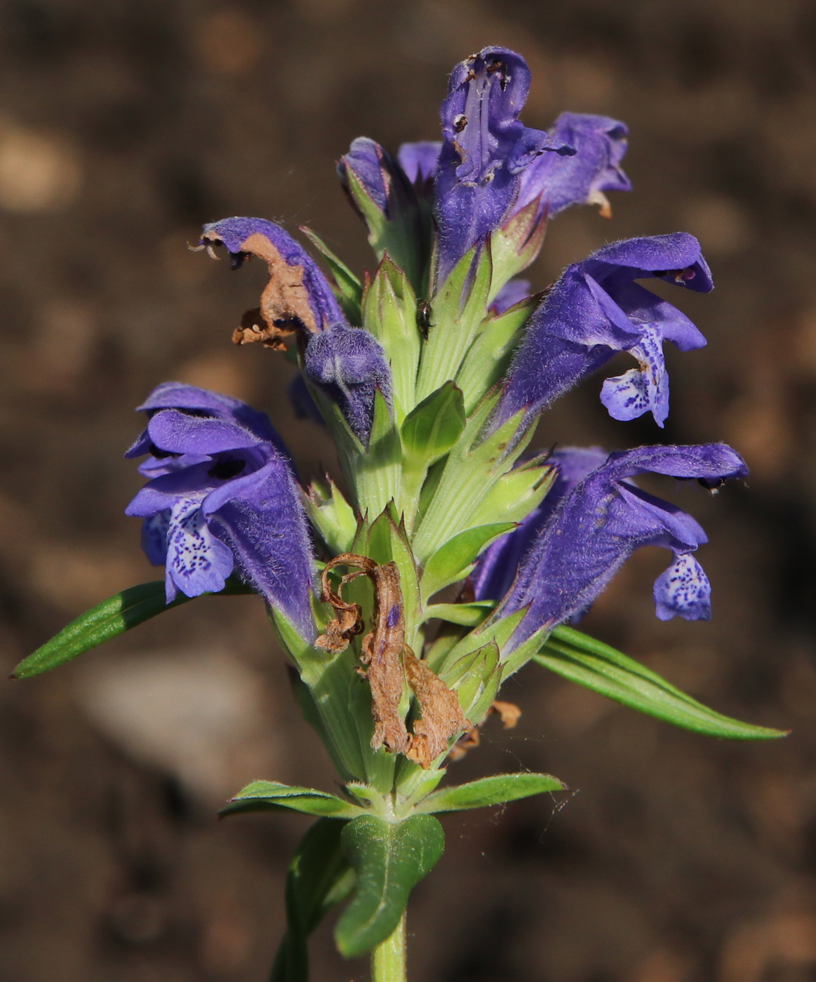 Изображение особи Dracocephalum ruyschiana.