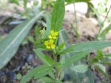 Erysimum cheiranthoides. Верхушка цветущего растения. Московская обл., Одинцовский р-н, г. Кубинка, дачный участок. 18.05.2010.