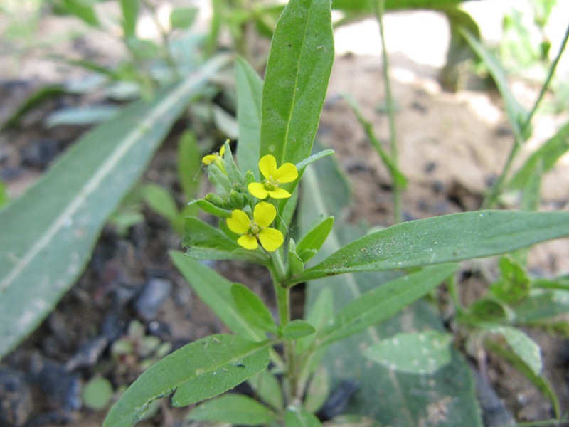 Изображение особи Erysimum cheiranthoides.