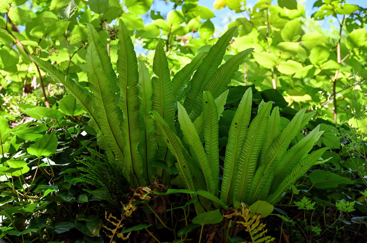 Изображение особи Phyllitis scolopendrium.