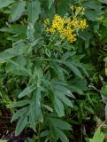 Senecio cannabifolius