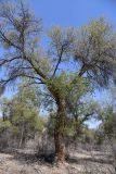 Populus diversifolia. Взрослое дерево высотой около 15 м. Узбекистан, Каракалпакия, Нижне-Амударьинский биосферный резерват, ур. Бадай-Тугай, старовозрастной парковый туранговник у берега реки. 8 апреля 2023 г.