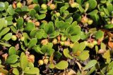 Arctostaphylos uva-ursi. Верхушки побегов с незрелыми плодами. Ленинградская обл., Выборгский р-н, вост. берег Ермиловского залива, крутой склон из моренных отложений над пляжем, опушка леса. 11.06.2023.