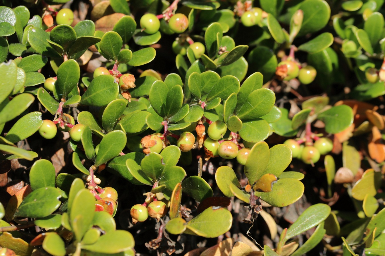 Изображение особи Arctostaphylos uva-ursi.