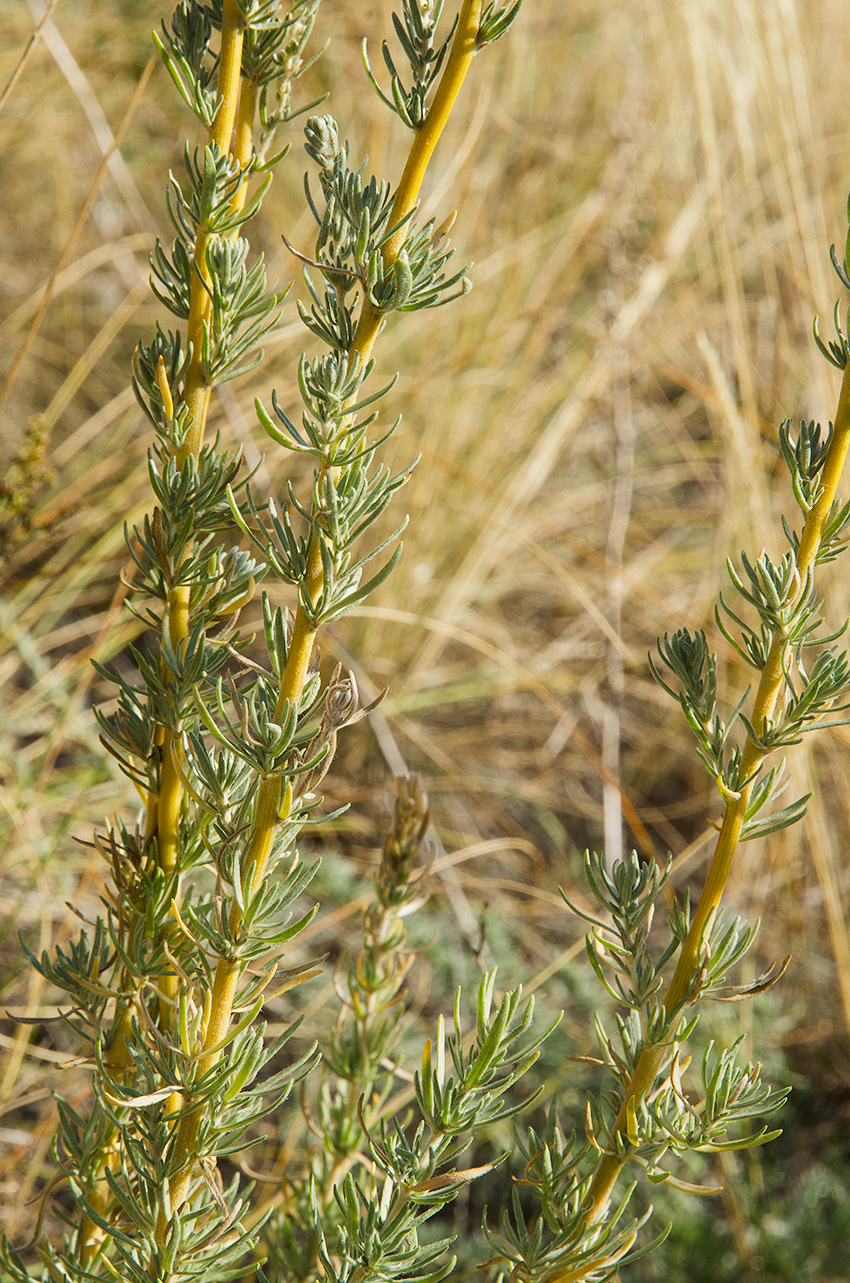 Изображение особи Bassia prostrata.