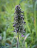 Betonica officinalis