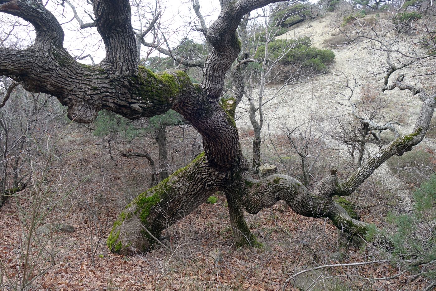 Image of Quercus petraea specimen.