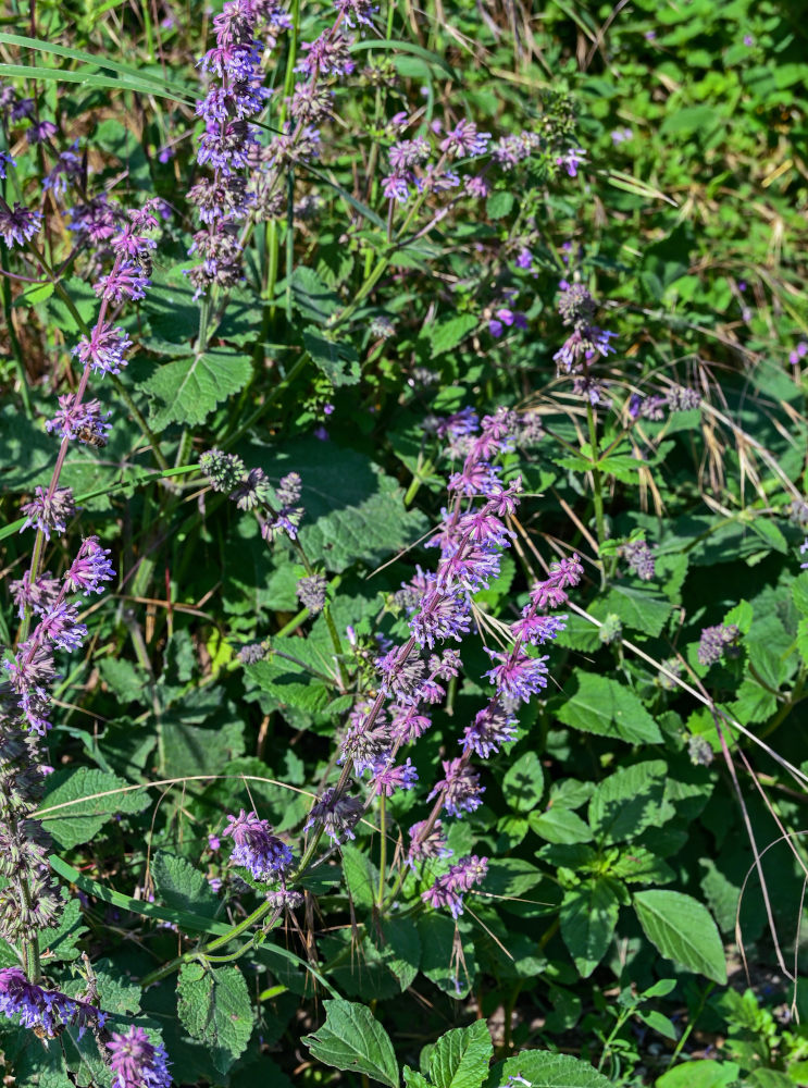 Изображение особи Salvia verticillata.