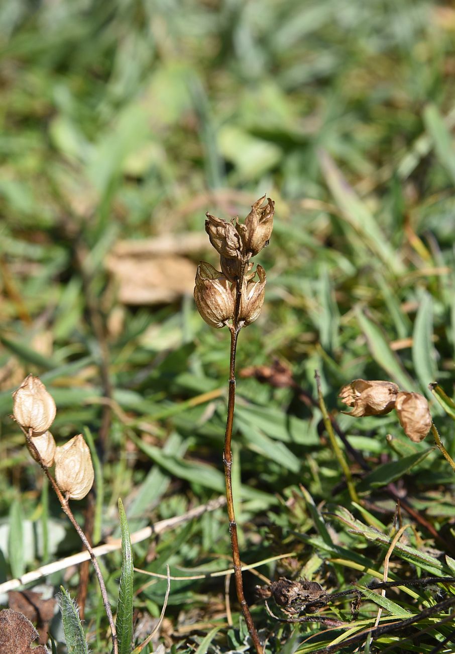 Image of genus Rhinanthus specimen.