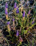 Veronica spicata