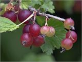 Ribes × nidigrolaria. Часть ветви с созревающими плодами. Московская обл., Раменский р-н, окр. дер. Хрипань, садовый участок. 10.07.2018.