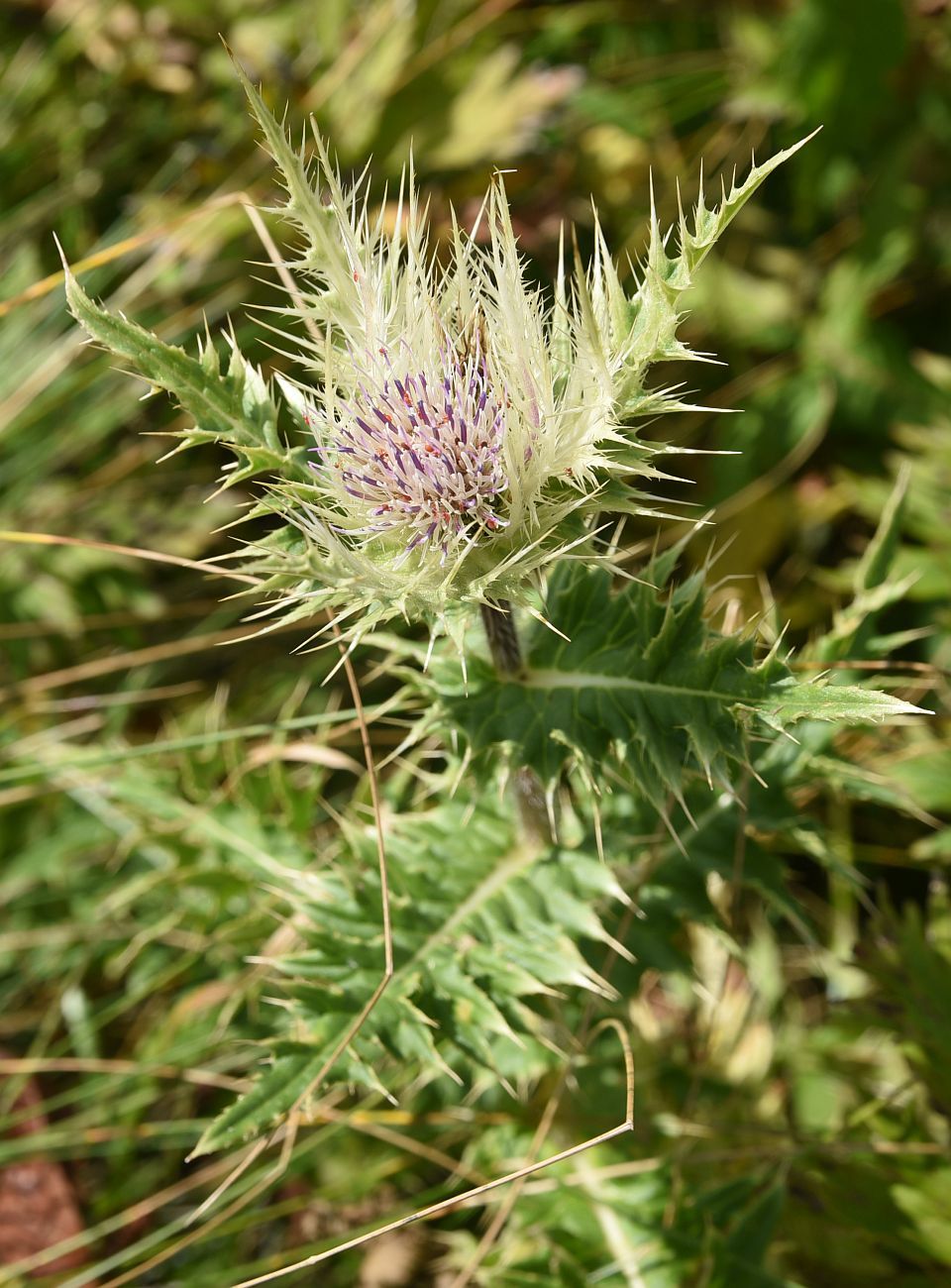 Изображение особи Cirsium obvallatum.