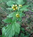 Geum aleppicum. Верхняя часть растения. Смоленская обл., Смоленский р-н, пос. Каспля. 09.07.2010.