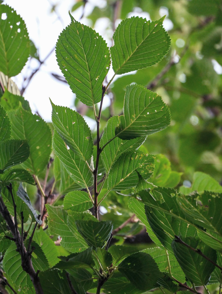 Изображение особи Cerasus sachalinensis.