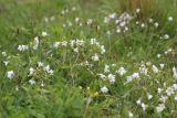 Cerastium ruderale