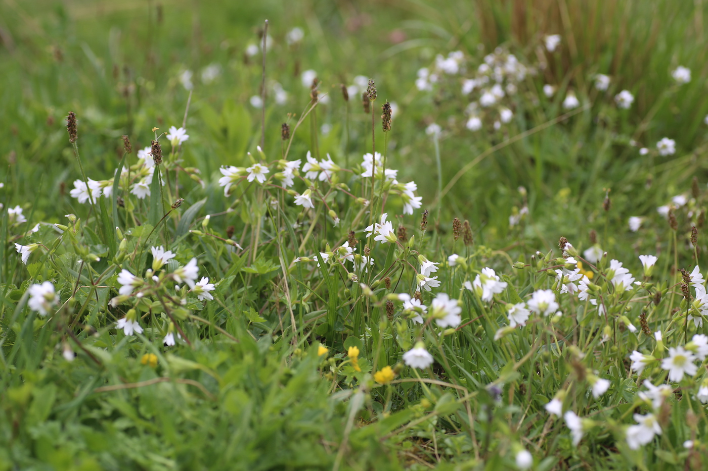 Image of Cerastium ruderale specimen.