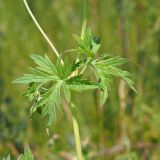 Geranium collinum. Часть стебля и узел с листьями (адаксиальная сторона). Ульяновская обл., Мелекесский р-н, окр. с. Приморское, пойма Черемшанского залива Куйбышевского водохранилища, луг с участками засоления. 25.06.2023.