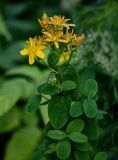 Hypericum maculatum