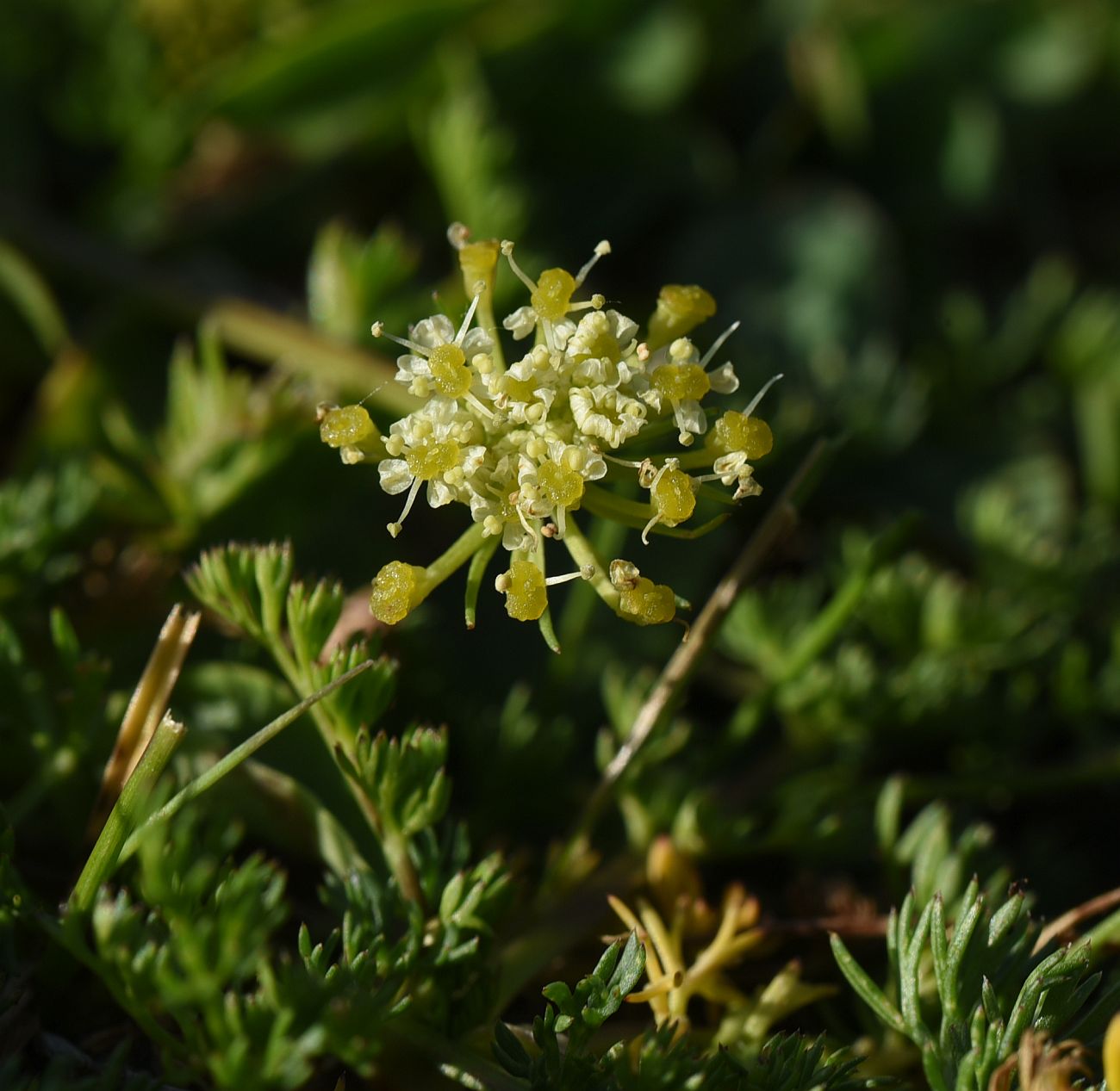 Image of familia Apiaceae specimen.
