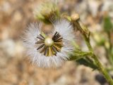 Senecio viscosus. Соплодие. Испания, Каталония, пров. Жирона, комарка Рипольес, муниципалитет Сеткасес, окр. курорта \"Вальтер 2000\", ≈2200 м н.у.м., среди блоков подпорной стены у дороги. 11.08.2024.