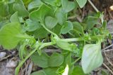 Theligonum cynocrambe