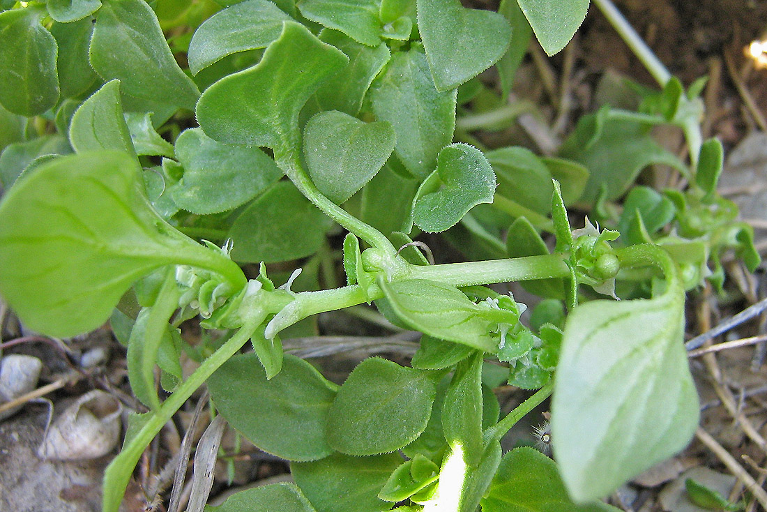 Изображение особи Theligonum cynocrambe.