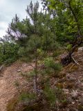 Pinus pallasiana