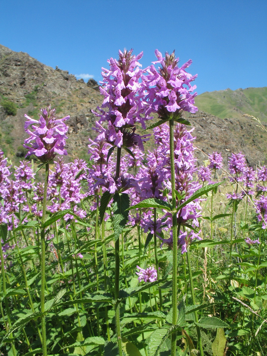 Image of Betonica betoniciflora specimen.