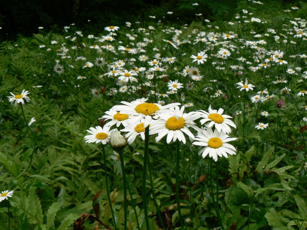Image of Leucanthemum ircutianum specimen.