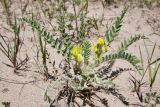Astragalus rubtzovii. Цветущее растение. Казахстан, Алматинская обл., Северный Тянь-Шань, дол. р. Кегень, пески Кум-Текей, ≈ 2000 м н.у.м., барханные пески. 26 июля 2024 г.
