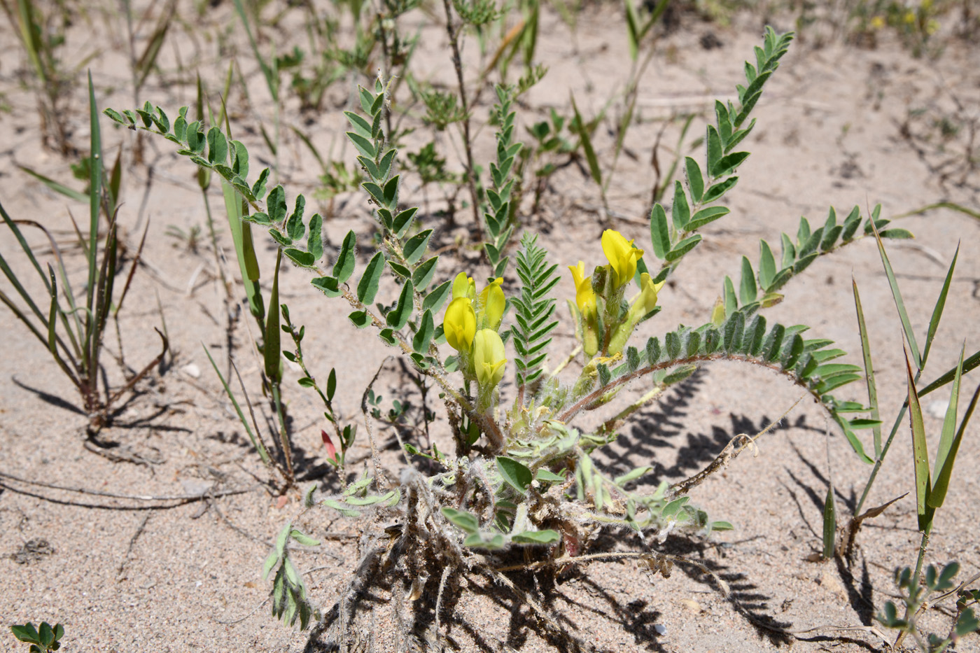 Image of Astragalus rubtzovii specimen.