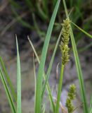 Carex otrubae