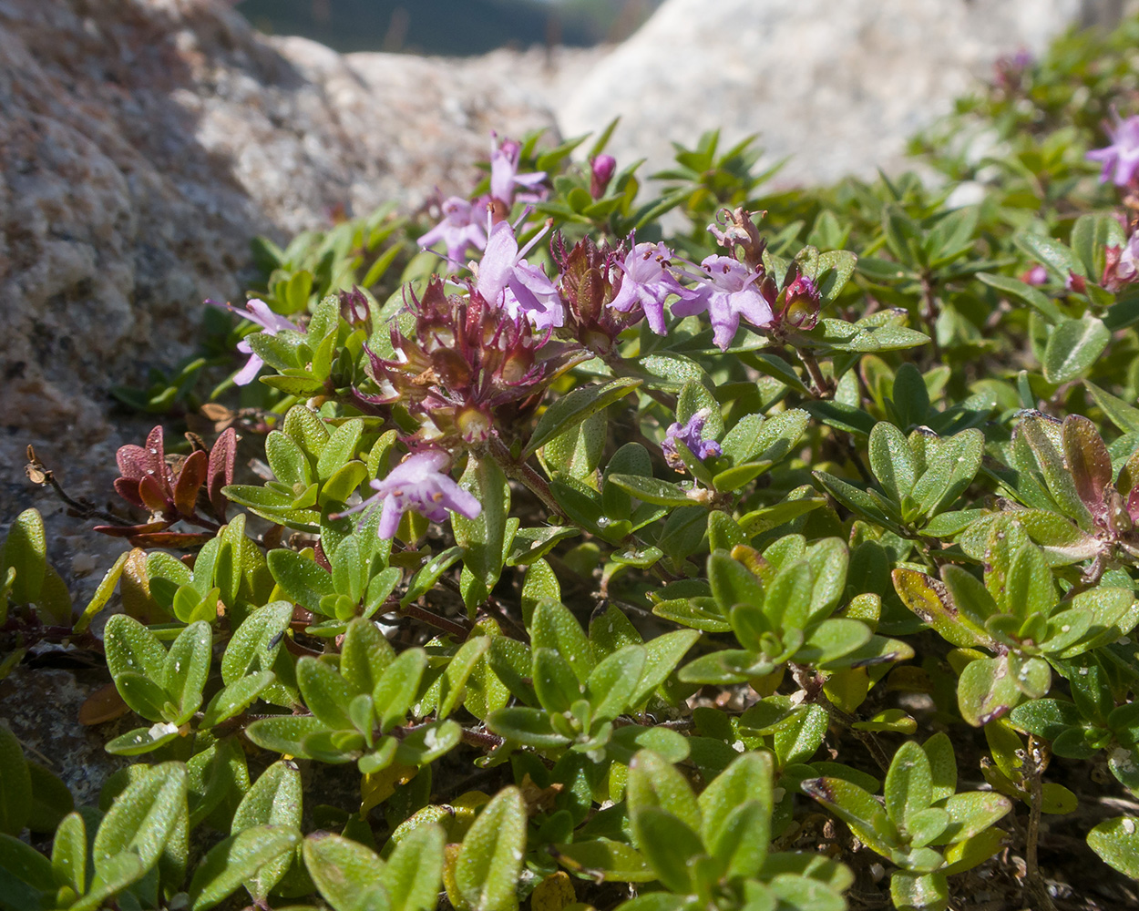 Image of Thymus nummularius specimen.