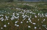 genus Eriophorum. Плодоносящие растения. Алтай, Южно-Чуйский хребет, река Талтура. 28.06.2010.