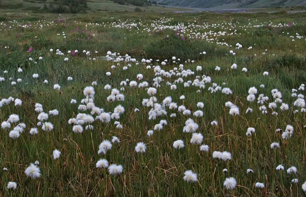 Изображение особи род Eriophorum.