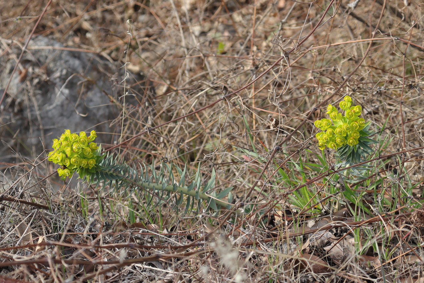 Image of Euphorbia rigida specimen.